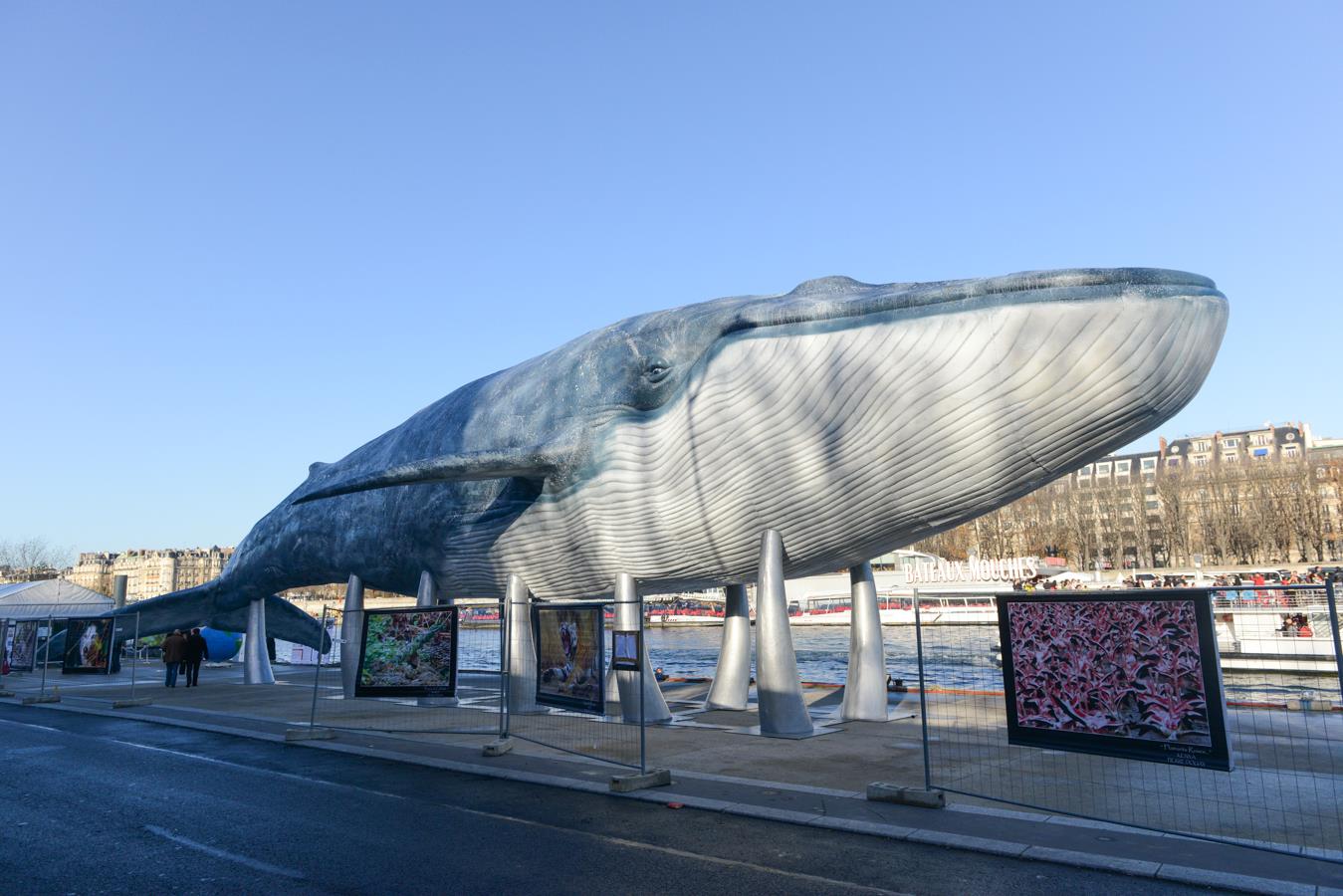 Blue Whale Project – COP21<br/><span>10/2015</span>
